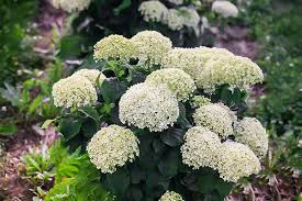 Invincibelle Limetta' Hydrangea Flower seeds blooming in flower beds, containers, borders, and pollinator-friendly gardens