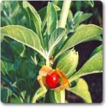 Green Withania Somnifera Seeds for Planting: Cultivate Your Own Medicinal Herb