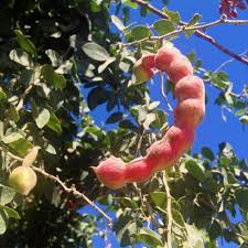 Guamuchil Tree Seeds for Easy Planting