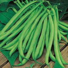 Green Lake Bean Planting Seeds