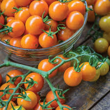 Sungold Tomato Planting Seeds - Grow Delicious Tomatoes
