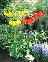 Mixed Imperial Wang Fritillaria Flower Seeds Wildflower Mix Heirloom NonGMO Organic Garden Seeds for Planting
Sale