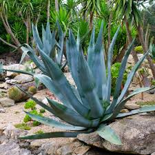 Silver Agave Flower seeds for Planting - Hardy Variety, Heirloom & GMO Free Seeds for Home Garden
