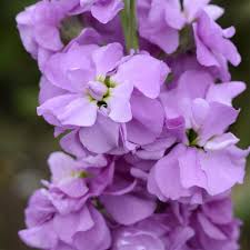 Lavender Matthiola Incana Flower Seeds Cut Flower Favorite Heirloom NonGMO Organic Garden Seeds for Planting
Sale for planting in home garden
