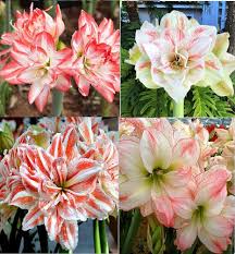 White Orange Amaryllis Seeds for Planting - Vibrant Flower Seeds for Your Garden