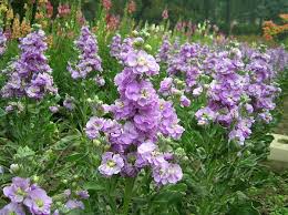 Lavender Matthiola Incana Flower Seeds Cut Flower Favorite Heirloom NonGMO Organic Garden Seeds for Planting
Sale