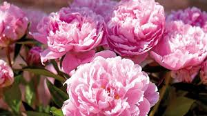 Pink Paeonia Flower seeds for Planting - Vibrant Colors, Heirloom & GMO Free Seeds for Home Garden