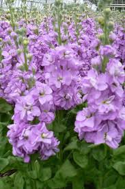 Lavender Matthiola Incana Flower Seeds Cut Flower Favorite Heirloom NonGMO Organic Garden Seeds for Planting
Sale