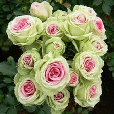 Green and Pink Rose Flower Seeds for Planting