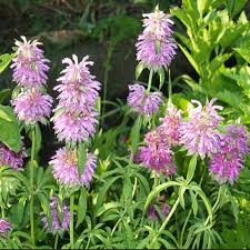 Violet Citriodora Flower Seeds Easy Planting