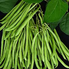 White Bean Planting Seeds for Your Garden