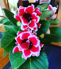 Green Gloxinia Flower Seeds Cottage Garden Essential Heirloom NonGMO Organic Garden Seeds for Planting
Sale