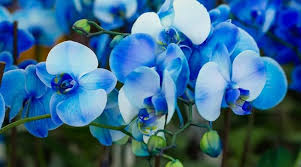 Sky Blue Orchid Flower Seeds for Planting – Heirloom NonGMO High Germination Organic Garden Seeds for Seasonal Exotic Blooms
Sale