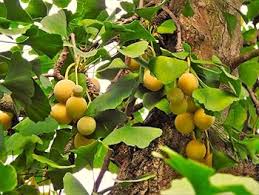 Ginkgo Seeds for Planting - Mixed Varieties