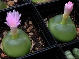 Green Conophytum Ratum Flower seeds for Planting - Garden Favorite, Heirloom & GMO Free Seeds for Home Garden