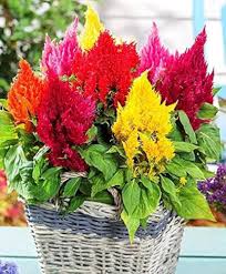 Plumed Flower Seeds for Vibrant Garden Planting