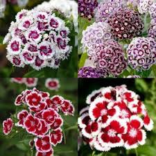 White and Red Dianthus Flower Seeds for Vibrant Garden Displays - Seed for Bright and Colorful Blooms