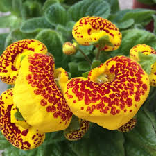 Yellow Calceolaria Crenatiflora Flower seeds for Planting - Drought Tolerant, Heirloom & GMO Free Seeds for Home Garden