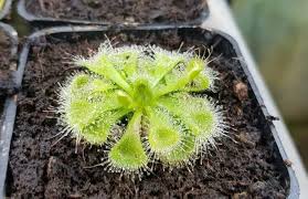 Green Sundew Flower seeds for Planting - Compact Growth, Heirloom & GMO Free Seeds for Home Garden