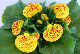 Yellow Calceolaria Crenatiflora Flower seeds for Planting - Drought Tolerant, Heirloom & GMO Free Seeds for Home Garden
