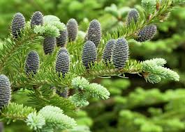 Balsam Fir Seeds Abies Balsamea Evergreen Conifer Tree Aromatic Foliage Attractive Shape Low Maintenance for Gardens