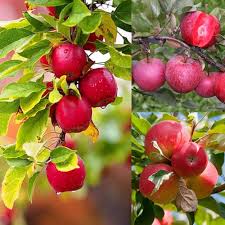 Fuji Apple Seeds for Planting Grow Sweet, Juicy Apples at Home