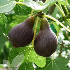 Brown Turkey Fig Seeds for Planting