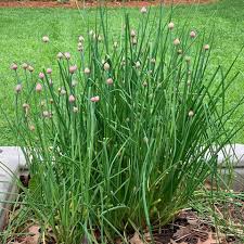 Green Chive Vegetable Seeds - Perfect for Planting