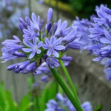 Blue Nile Agapanthus Flower seeds for Planting - Wildflower Mix, Heirloom & GMO Free Seeds for Home Garden