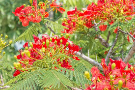 Delonix regia B6 Royal Poinciana - Flamboyant Flame Tree (Gulmohar)