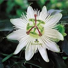 White Passiflora Flower Seeds for Planting Ideal for Graceful Garden Blooms