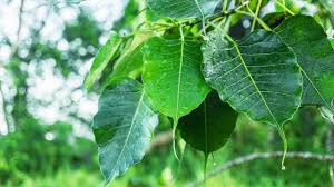 Green BO Tree Seeds for Planting Grow Majestic Perennial Trees
