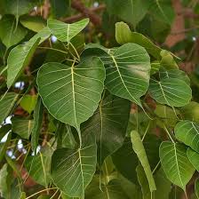 Green BO Tree Seeds for Planting Grow Majestic Perennial Trees