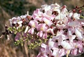 Pale Pink Gliricidia Sepium Flower seeds for Planting - Bright Blooms, Heirloom & GMO Free Seeds for Home Garden