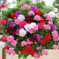 Multi-Colour Geranium Flower seeds for Planting - Low Maintenance, Heirloom & GMO Free Seeds for Home Garden