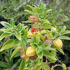 Green Withania Somnifera Seeds for Planting: Cultivate Your Own Medicinal Herb