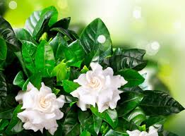 Gardenia Flower Seeds for Planting Beautiful Fragrant Blooms