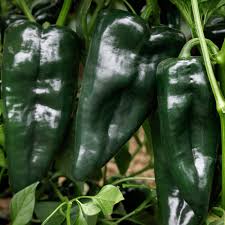 Green Poblano Vegetable Seeds for Planting