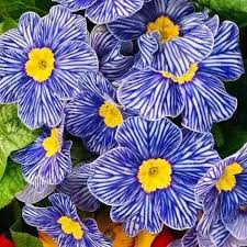 Blue Zebra Primula Flower Seeds for Simple Planting