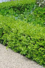 Wintergreen Japanese Boxwood Hedge Seeds (Buxus microphylla)