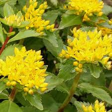 Yellow Aizoon Flower seeds for Planting - Perfect for Borders, Heirloom & GMO Free Seeds for Home Garden