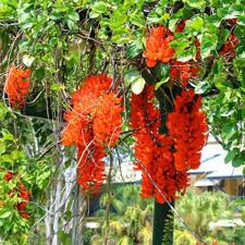 Red Strongylodon Flower Seeds Planting Seeds for Thriving and Vibrant Garden Displays