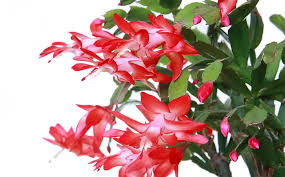 Red Schlumbergera Flower seeds for Planting - Long Bloom Season, Heirloom & GMO Free Seeds for Home Garden