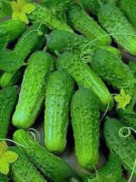 Cucumber Lyalyuk Little Mini Pickling Seeds - Ideal for Home Planting and Garden Growing
