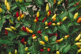 Tabasco Hot Pepper Vegetable Seeds Perfect for Gardening & Planting