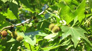 Green Platanus Orientalis Seeds for Planting