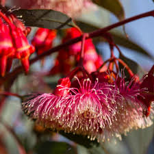 Red Eucalyptus Torquata Tree Planting Seeds for Stunning Growth and Vibrant Color