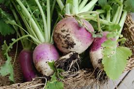 Purple White Rutabaga Seeds for Planting, Vegetable Seeds