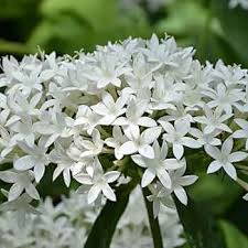 White Pentas Starla Flower Planting - Seeds for Brightening Your Garden with Stunning Blooms