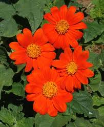 Orange Tithonia Flower Seeds for Planting | Vibrant Annual Blooms